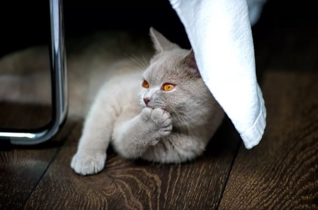人可以吃猫粮吗? 人可以吃猫粮吗?